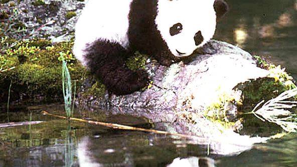 Dobrodružství malé pandy