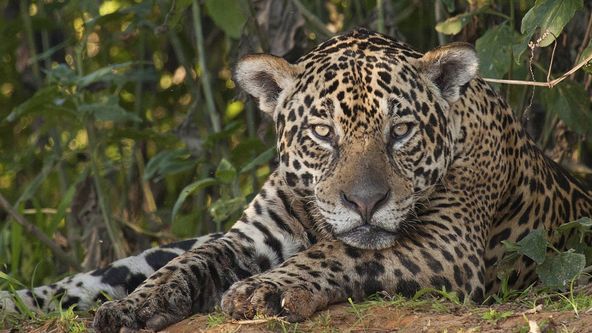 Zázračná planeta: Jaguáři - šelmy z pralesa