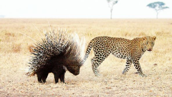 Zázračná planeta: Serengeti (5/6)