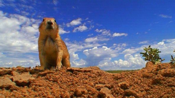 Malí psouni objevují svět