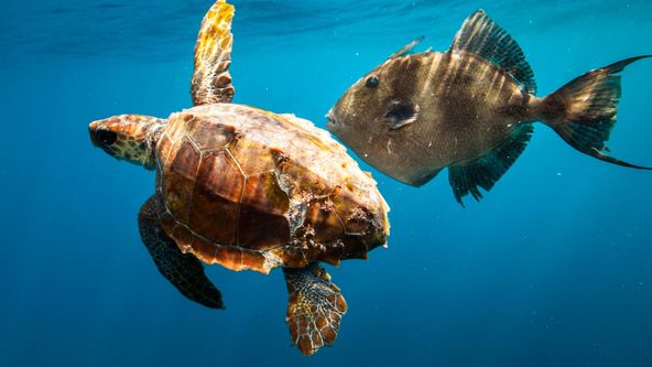 Kanárské ostrovy: Svět ohnivých hor