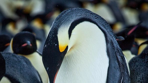 Příběh malého tučňáka