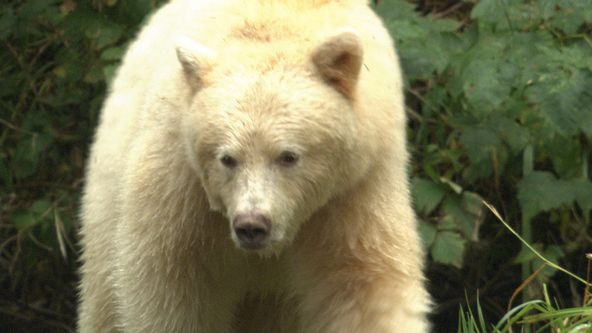 Království divočiny: Medvěd baribal