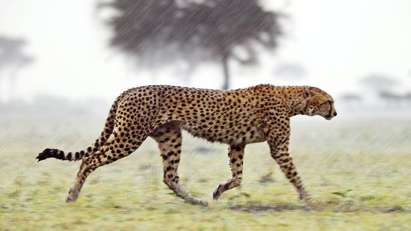 Zázračná planeta: Serengeti (2/6)