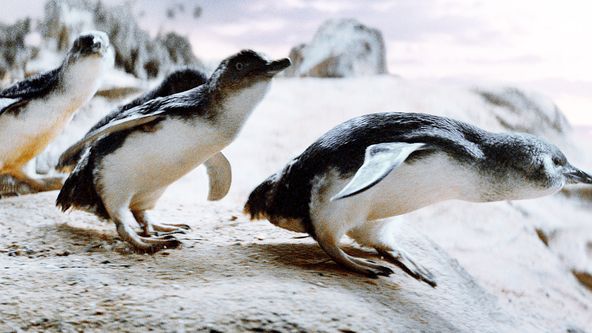 Chlupáč Oddy a tučňáci