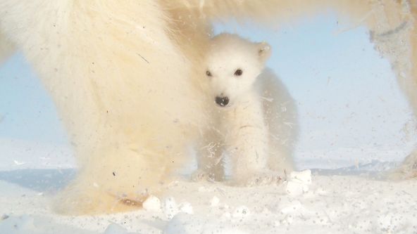 Zázračná planeta: Medvíďata na sněhu