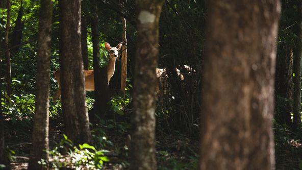 Divoké Thajsko (3/3)