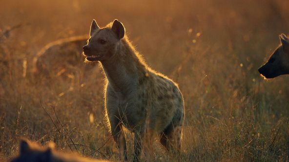 Zázračná planeta: Serengeti (1/6)