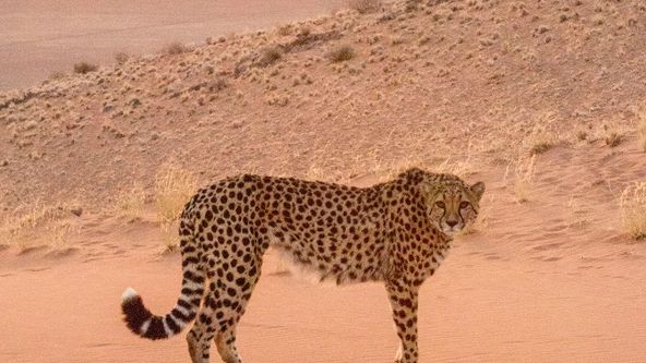 Svět velkých koček (2/2)