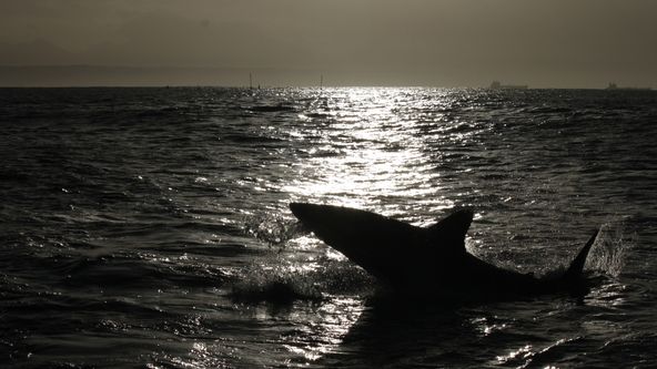 Žralok bílý: Signál k útoku