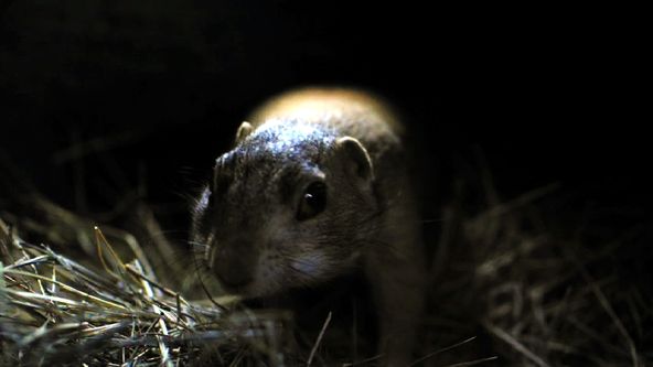 Malí psouni objevují svět