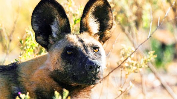 Zázračná planeta: Serengeti (3/6)