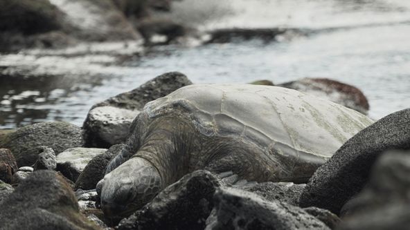 Na cestě po havajském Big Islandu