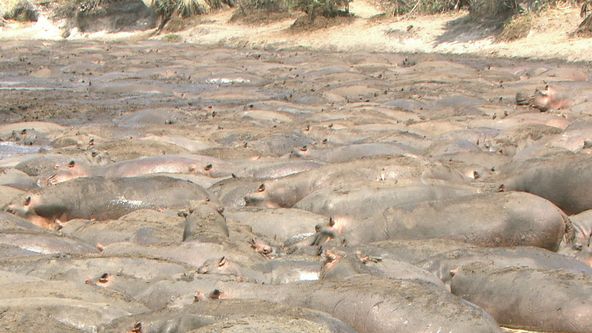 Hroch, říční obr