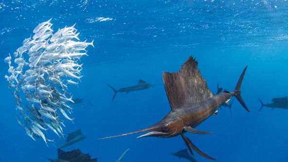 Velký Pacifik (2/5)