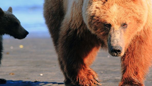 Zázračná planeta: Medvědi grizzly na Aljašce (2/2)