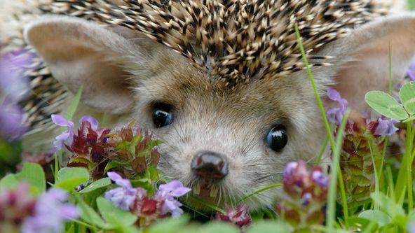 Podivuhodná cesta ježka Aladina