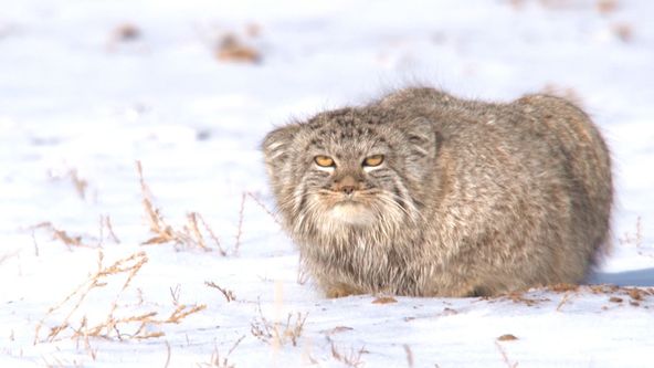 Království divočiny: Manul, Mongolsko