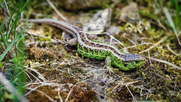 Za oponou přírody (1/5)