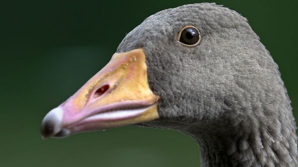 Migrující ptáci pohledem spoluletících kamer