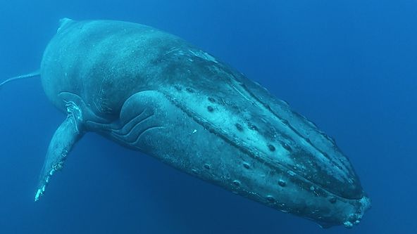 Velkolepé oceány (3)