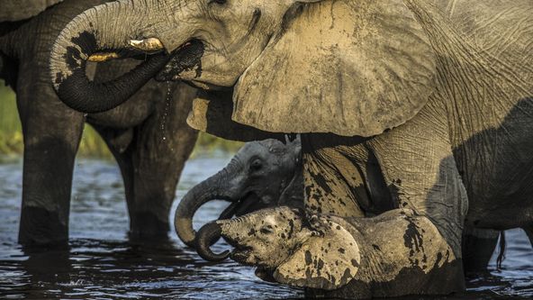 Perfektní rodiče v přírodě