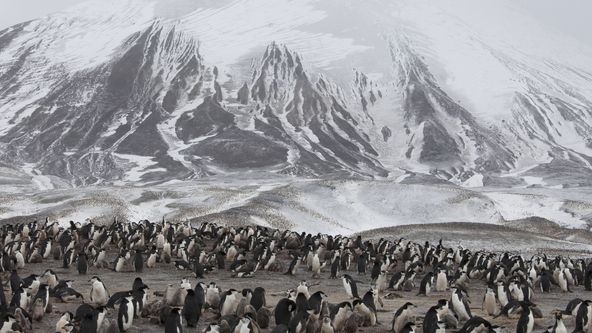 Zázračná planeta: Tučňáci - setkání s rodinou