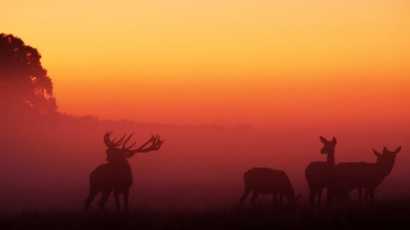 Magický les a mokřady