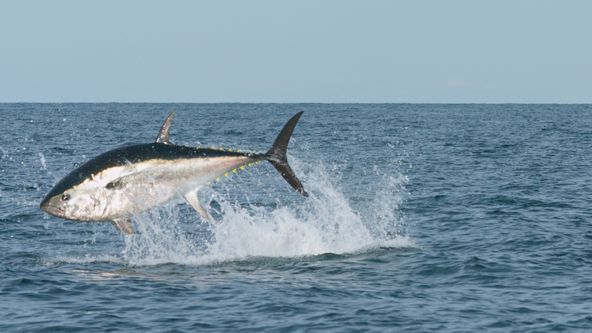 Rybí království (3)