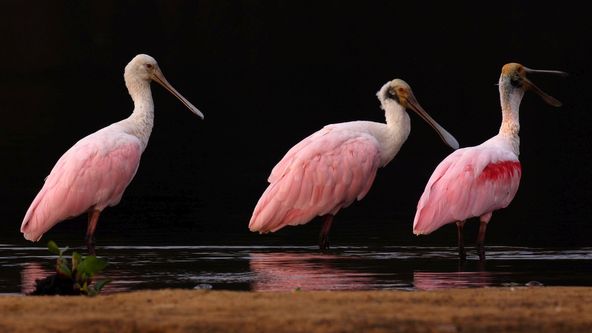 Pantanal - brazilský přírodní zázrak