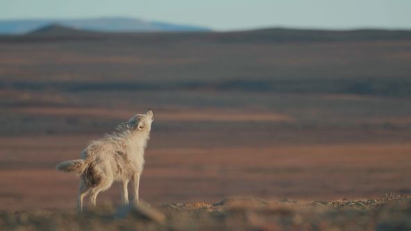 Království vlka arktického (2)
