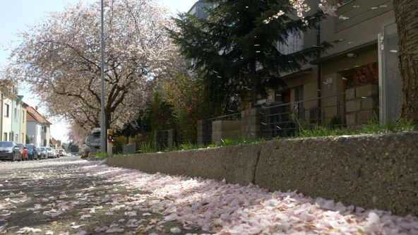 Zasaďme se o stromy