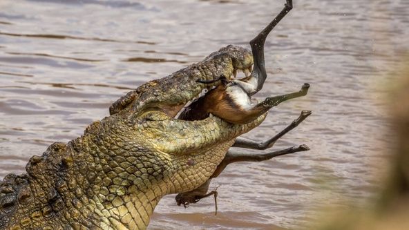 Predátor vs. kořist (1)