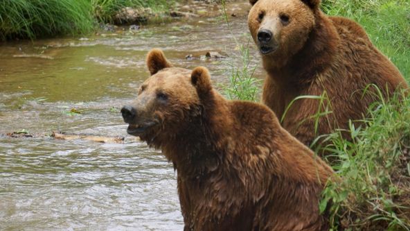 Projekt Grizzly (1)