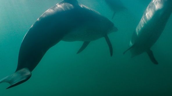 Žraloci proti delfínům: Krvavý souboj