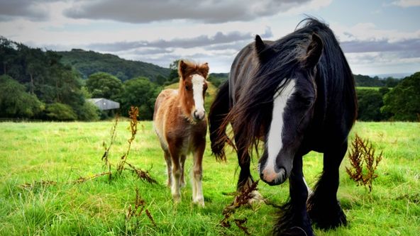 Veterinář z Yorkshiru VIII (9)
