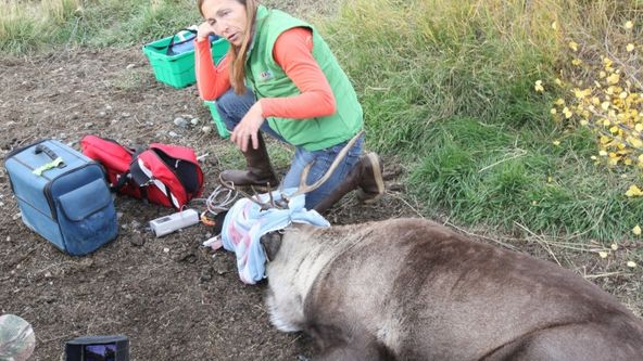 Yukonská veterinářka VII (8)
