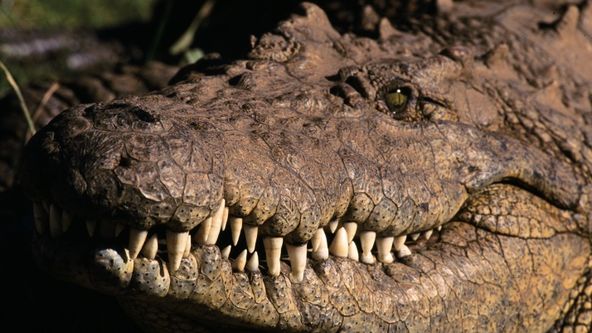 Největší zabijáci Afriky VII (1)