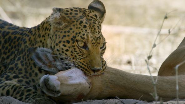 Predátor vs. kořist (2)