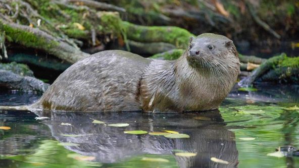 Divoký východ Polska