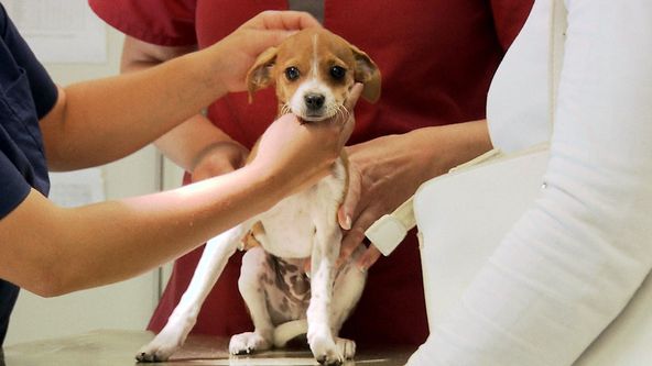 Hautnah: Die Tierklinik