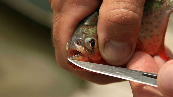 Říční monstra IX (7)