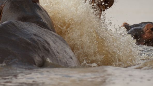 Hroch versus krokodýl