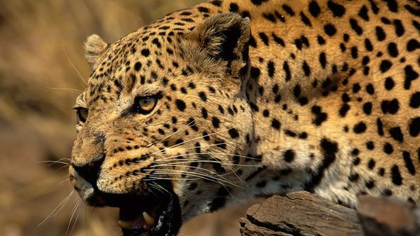 Jedinečná zvířata - výběr (2)