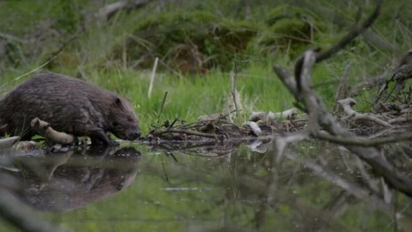 Natura w Jedynce - Loara, dzika kraina