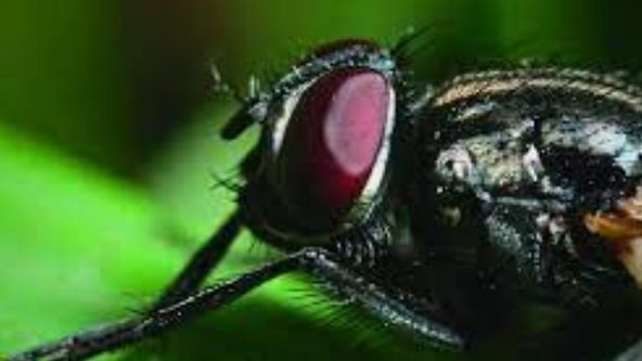 O sítích a křídlech (1)