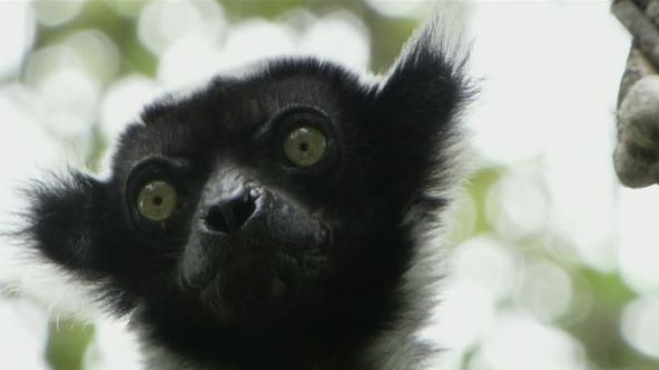 Legendární lemuři Madagaskaru