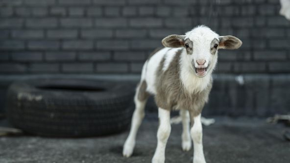 Tales of the Walking Dead (4)