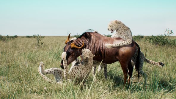 Predátor vs. kořist II (1)