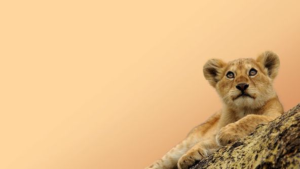 Zrozeni v Africe: Cyklus života (1)